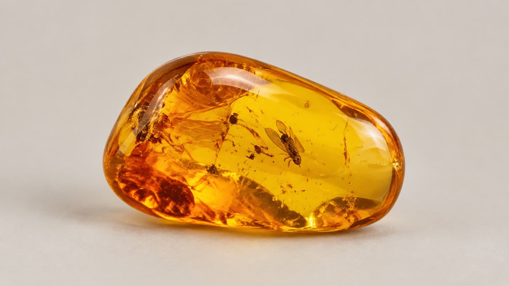 Polished amber gemstone with a prehistoric fly trapped inside